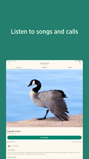 Audubon Bird Guide ڈاؤن لوڈ کریں – پرندوں کی شناخت کے لیے بہترین ایپ - Screenshot 9
