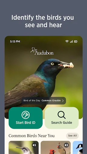 Audubon Bird Guide ڈاؤن لوڈ کریں – پرندوں کی شناخت کے لیے بہترین ایپ - Screenshot 3