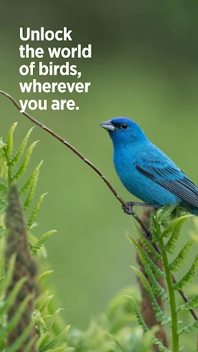 Audubon Bird Guide ڈاؤن لوڈ کریں – پرندوں کی شناخت کے لیے بہترین ایپ - Screenshot 12